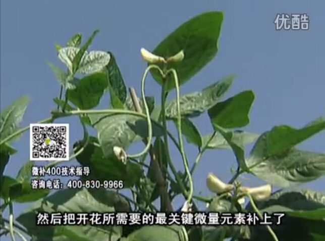 20160502珠江臺搖錢樹：雨水天多蔬菜香蕉長勢差沒產量？撒微補倍力促根壯長勢
