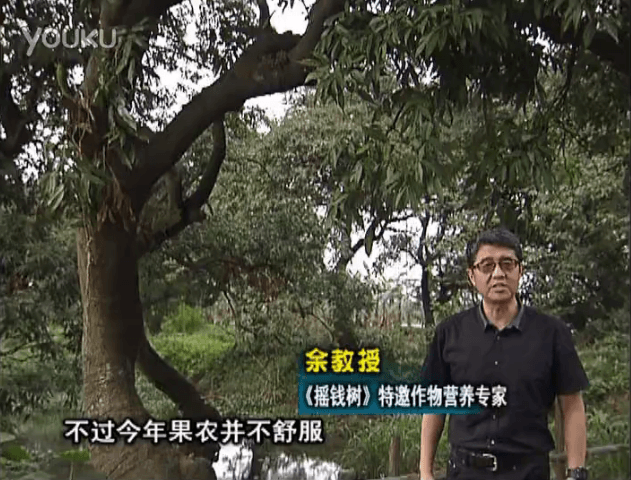 20160523珠江臺搖錢樹：荔枝龍眼用微補方案，膨果好、果硬有品質，保樹綠