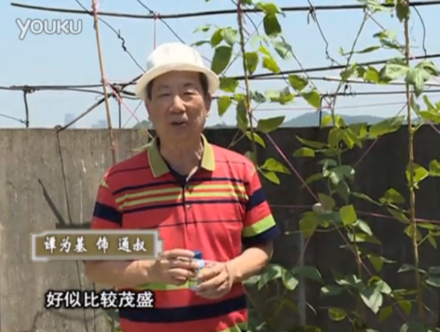 20160530珠江臺搖錢樹：天臺種豆角用綠夫人160度補鈣抗病液，長勢壯，幫助開花坐果