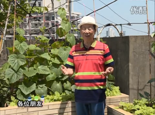 20160606珠江臺搖錢樹：天臺節瓜想開花坐果好，用綠夫人600度鮮花液，補充營養長瓜靚