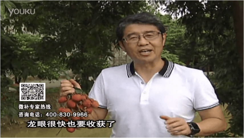 20160627珠江臺搖錢樹：荔枝轉色葉噴微補紅果力+蓋力，補充磷鉀鈣，著色增甜果硬