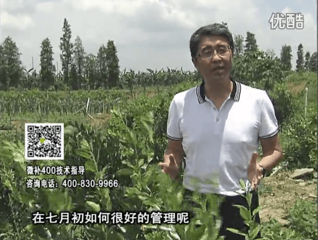20160704珠江臺搖錢樹：柑橘淋微補根力鈣+沖力鎂+全力，秋梢整齊健壯、梢果同長