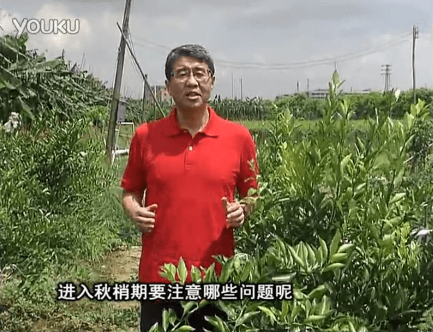 20160711珠江臺搖錢樹：預防柑橘秋梢發黃、不轉綠，用微補秋梢肥方案