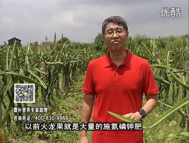 20160711珠江臺搖錢樹：火龍果用微補方案，開花坐果好，果實膨大品質高