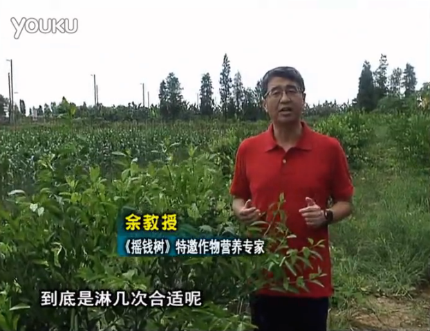 20160718珠江臺搖錢樹：柑橘放新梢怎么淋水肥好？2次微補秋梢整齊健壯