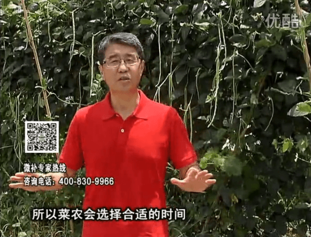 20160718珠江臺搖錢樹：瓜果蔬菜用微補水肥方案，結果多、有產量