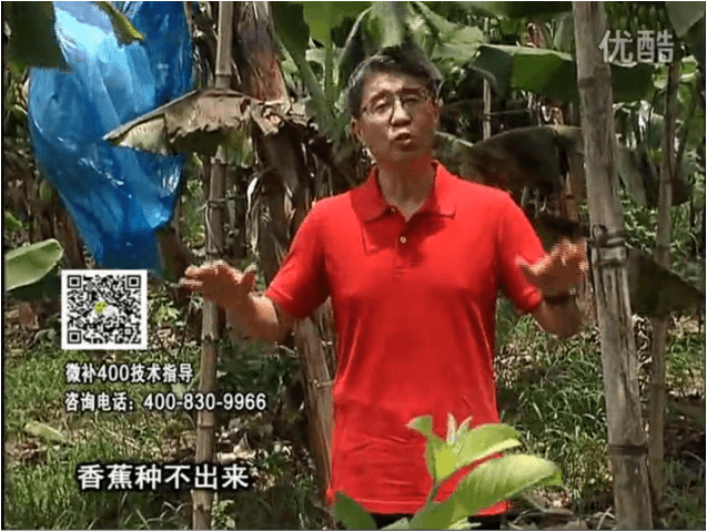 20160725珠江臺搖錢樹：香蕉用微補方案，調酸防黃化、膨果壯蕉好