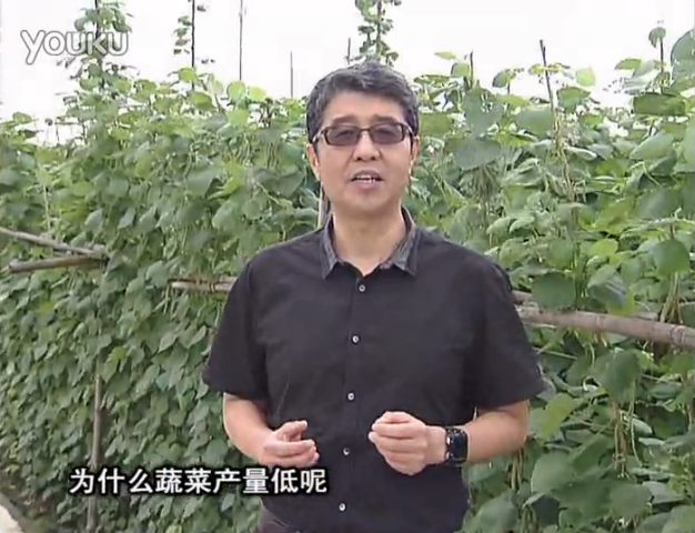 20160502珠江臺搖錢樹：雨水天多蔬菜漚根沒產怎么辦？撒微補倍力，噴花力+果力，提高坐果產量