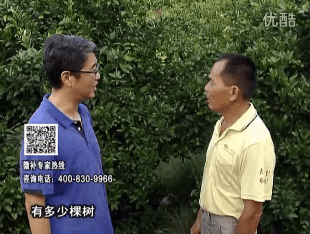 20160801珠江臺搖錢樹：柑橘連續7年用微補方案，保樹青綠每年增產30%