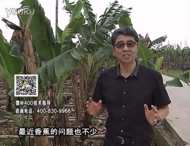 20160502珠江臺搖錢樹：香蕉撒微補倍力、噴果力+碧力，促根保葉、長勢快