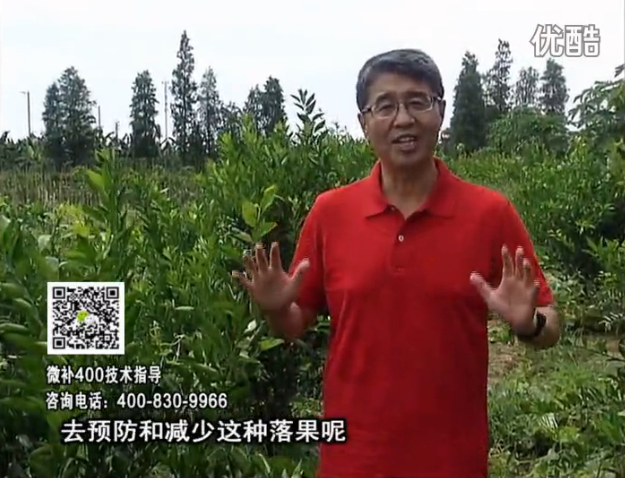 20160808珠江臺搖錢樹：柑橘噴微補碧力+壯力或蓋力，預防減少缺鎂落果，果硬膨大好