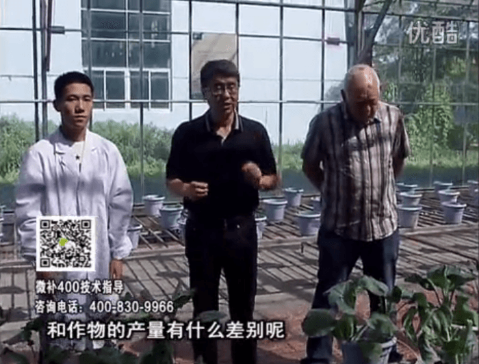20160829珠江臺搖錢樹：微補溫室實驗：大量元素水溶肥pk添加中微量元素的差距！