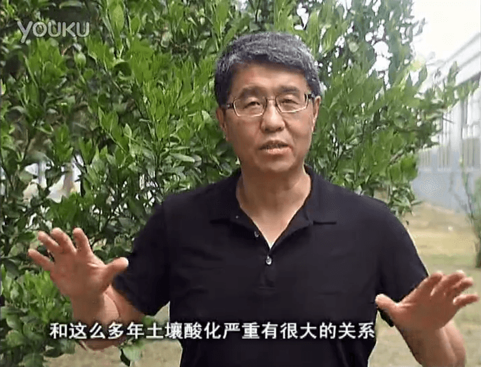 20160905珠江臺搖錢樹：柑橘秋風一吹就黃，調酸淋沖微補調力是關鍵，同時保樹膨果