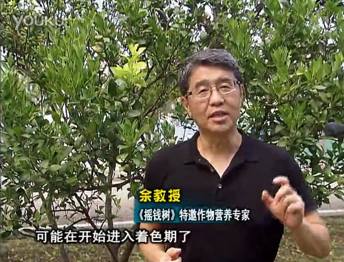 20160912珠江臺搖錢樹：柑橘用微補方案，果實著色好，提前促花、預防落果