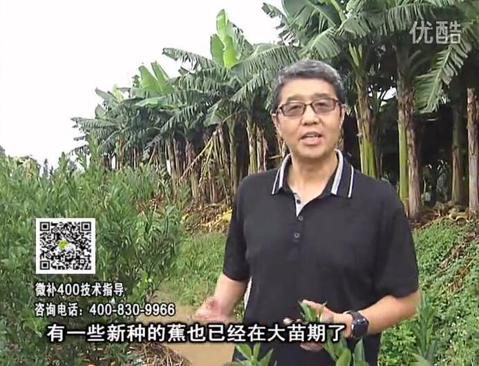20160919珠江臺搖錢樹：香蕉淋微補根力鈣+沖力或撒倍力，噴果力+碧力，保葉膨蕉壯長