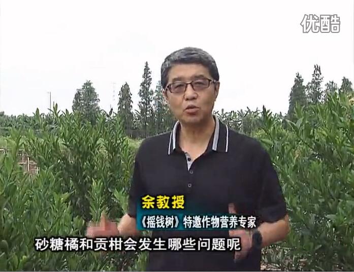 20160919珠江臺搖錢樹：柑橘用微補方案，減少秋梢落果裂果，保樹膨果好