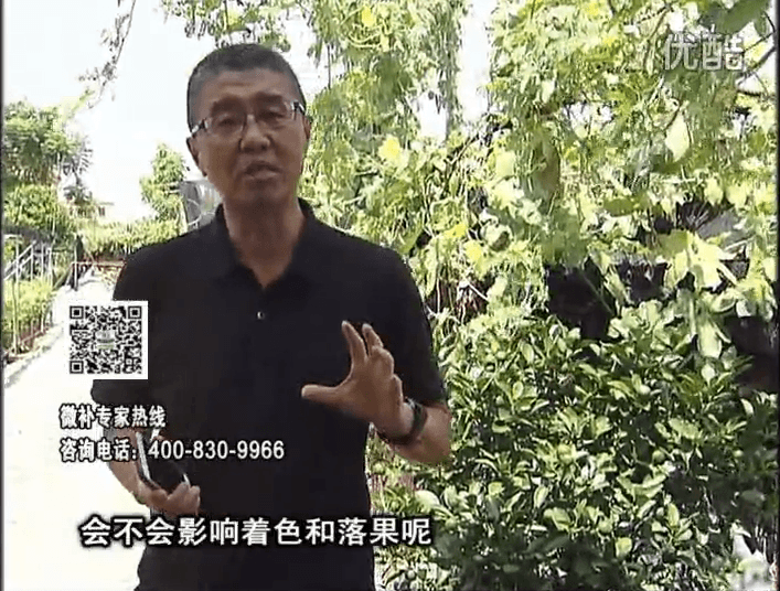 20161010珠江臺搖錢樹：柑橘葉噴微補花力+碧力，提前促花、減少梢葉黃