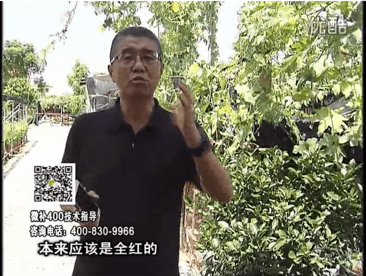 珠江臺搖錢樹：柑橘著色葉噴紅果力，著色均勻增甜增重
