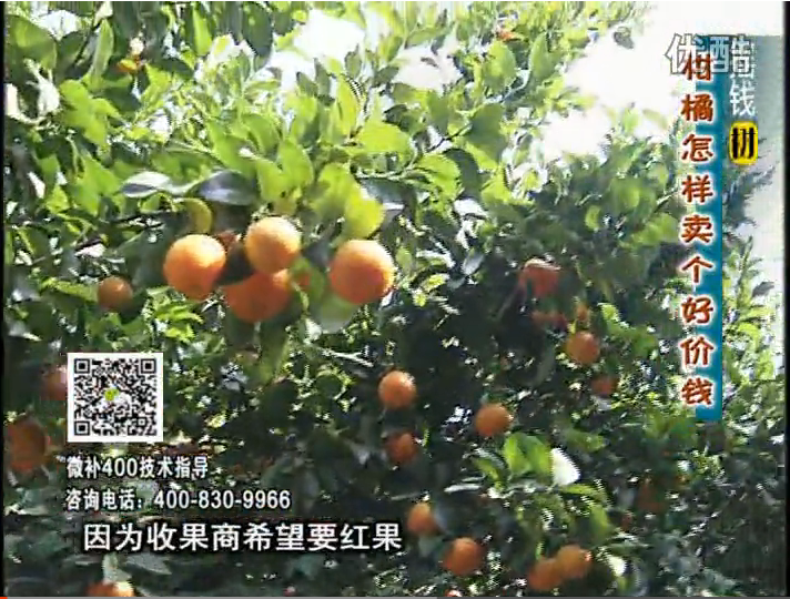 20161107珠江臺搖錢樹：柑橘噴施微補紅果力、蓋力，增甜增重賣價高