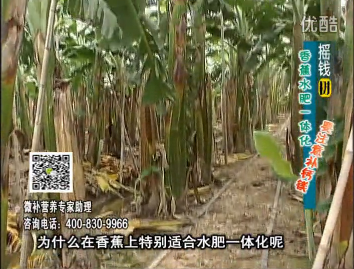 20161107珠江臺搖錢樹：香蕉水肥一體化，用微補方案科學施肥