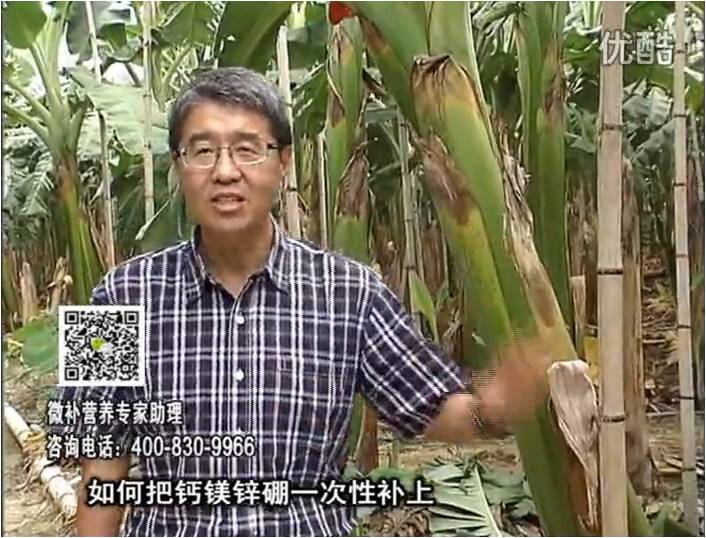20161121珠江臺搖錢樹：香蕉撒施微補倍力，促根壯長、預防黃葉、提高產量