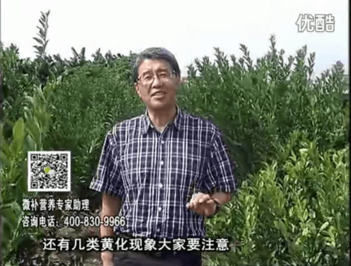 20161121珠江臺搖錢樹：柑橘黃化土酸根差是關鍵，澆施微補根力鈣+精力促根保樹