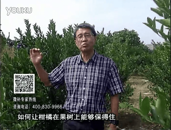 20161128珠江臺搖錢樹：柑橘噴微補蓋力、碧力，低溫抗凍，果掛得住，預防減少采前落果