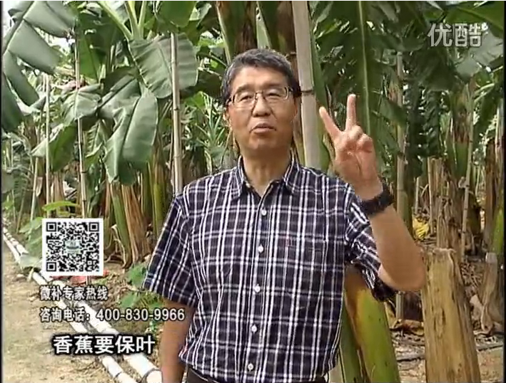 20161128珠江臺搖錢樹：香蕉用微補方案，預防減少黃葉、抽蕾膨蕉好