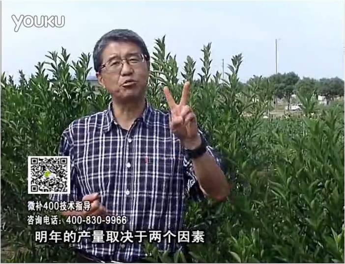 20161205珠江臺搖錢樹：柑橘噴施微補花力+碧力、下因迪樂有機肥，促花恢復長勢好