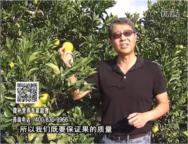20161212珠江臺搖錢樹：紅江橙淋微補根力鈣+沖力，噴紅果力，樹勢壯，果品質好