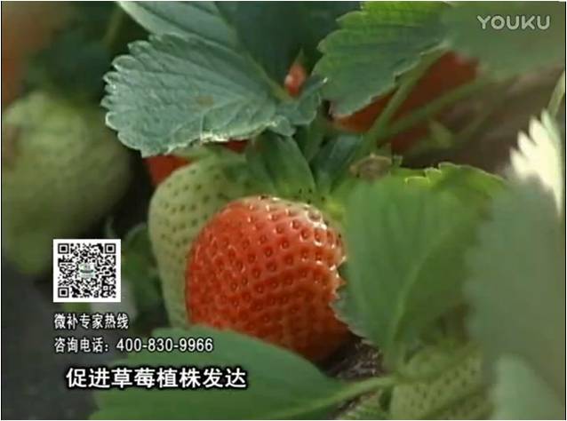 20161219珠江臺搖錢樹：草莓如何壯長、果大品質高？