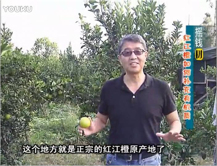 20161219珠江臺搖錢樹：紅江橙用微補方案，裂果少、樹勢好