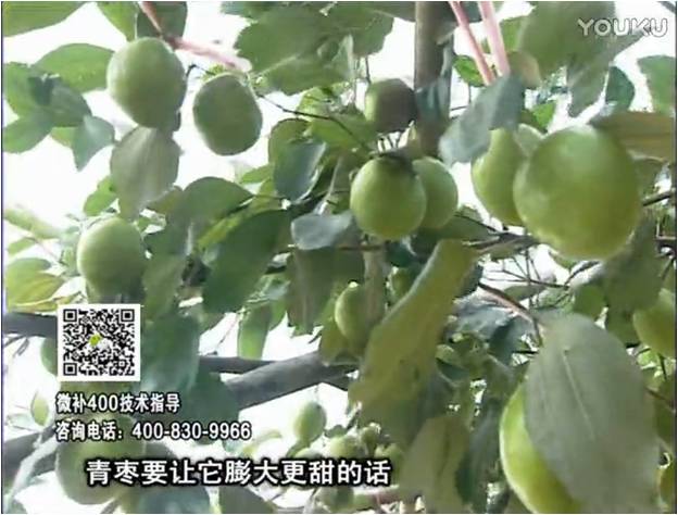 20161226珠江臺搖錢樹：青棗用微補方案，健壯長勢，提高來花坐果