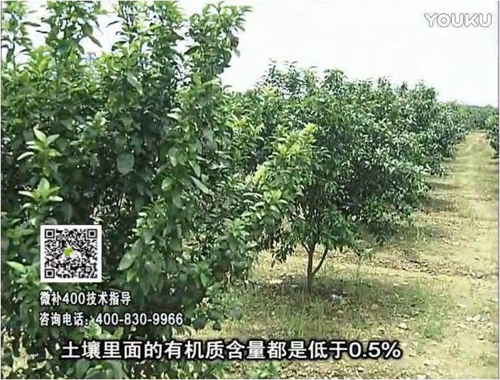20161226珠江臺搖錢樹：柑橘噴微補蓋力防霜凍果、采后促花恢復樹勢撒微補倍力+有機肥