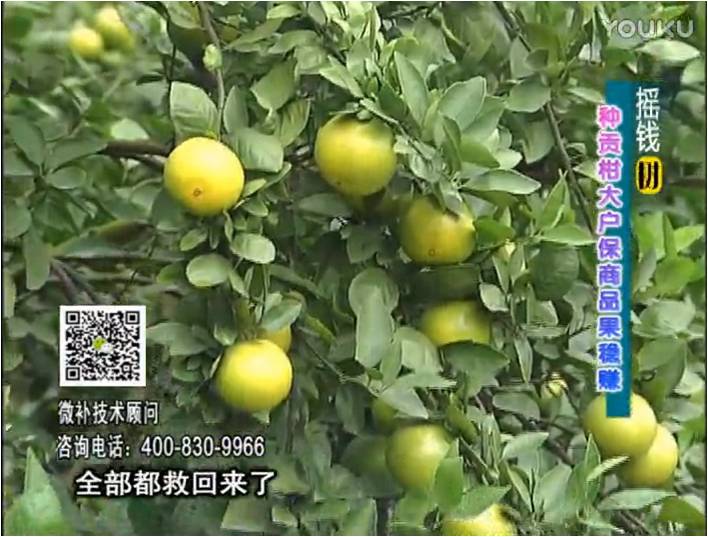 20170102珠江臺搖錢樹：柑橘噴微補蓋力防凍抗凍，采后冬肥下微補倍力+有機肥