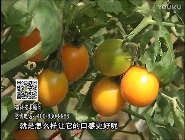 20170102珠江臺搖錢樹：番茄臍腐病、裂果、抗凍如何做？澆施微補根力鈣+精力，葉噴微補葉面肥