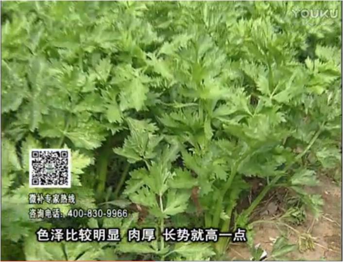 20170109珠江臺搖錢樹：葉菜如何種？長勢好又高產！