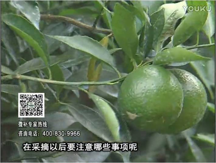 20170109珠江臺搖錢樹：新會柑用微補方案，保樹好，果品質高，年年有收獲