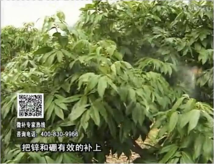 20170213珠江臺搖錢樹：荔枝噴施微補花力+硼力，補充鋅硼健壯來花