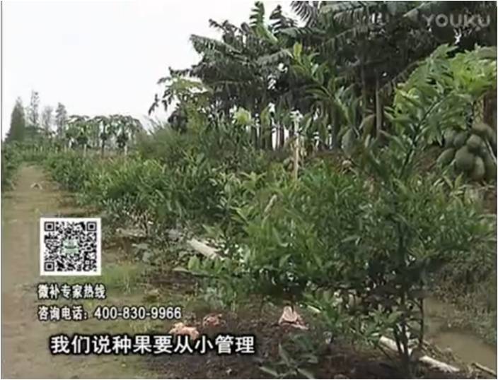 20170213珠江臺搖錢樹：柑橘小樹用微補方案，促根保樹好