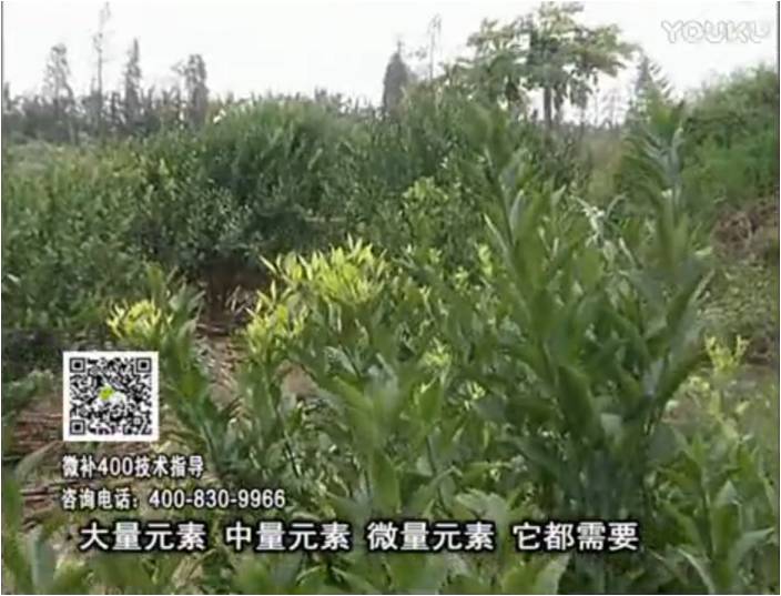 珠江臺搖錢樹：柑橘噴施微補花力+硼力，補充鋅硼健壯來花，利坐果