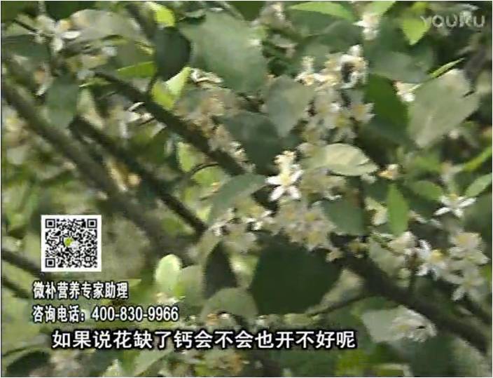 珠江臺搖錢樹：柑橘淋微補根力鈣+精力，促根壯春梢，花壯利坐果