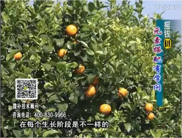 20170306珠江臺搖錢樹：柑橘淋沖微補方案，針對不同需求正確補充元素，平衡營養健壯長