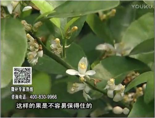 20170313珠江臺搖錢樹：柑橘淋沖微補根力鈣+精力，噴微補花力+硼力，來花健壯，預防減少弱花畸形花