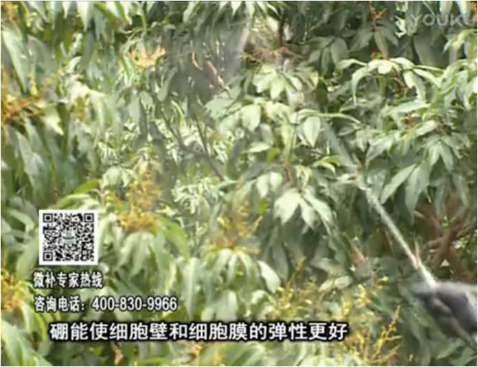 20170313珠江臺搖錢樹：荔枝噴微補果力+硼力，保果好
