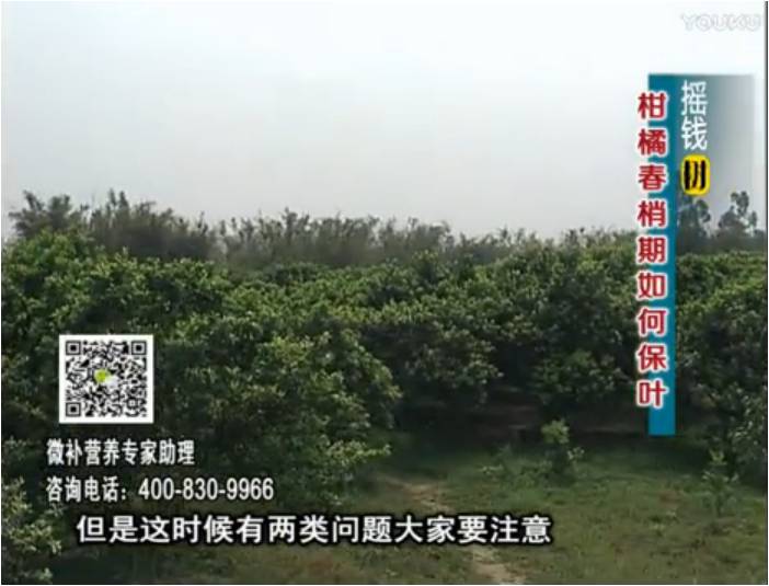 20170327珠江臺搖錢樹：柑橘預防春梢不轉綠，撒微補倍力、淋沖力鎂