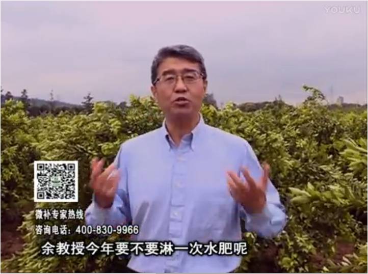 20170424珠江臺搖錢樹：柑橘樹弱保果難度大，淋沖微補根力鈣+精力+精華粉，保樹保果好
