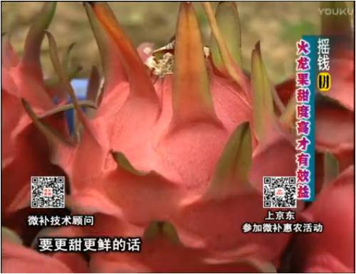 20170417珠江臺搖錢樹：火龍果用微補方案，開花坐果好，提高品質