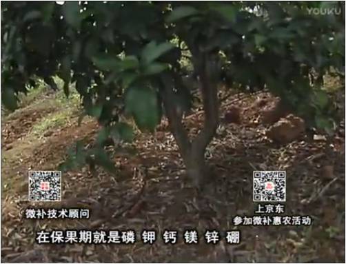 20170417珠江臺搖錢樹：柑橘噴施微補果力+硼力+精華粉，保果好，果青綠