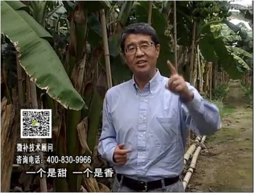 20170327珠江臺搖錢樹：香蕉噴施微補果力+碧力+壯力、撒微補倍力，提高品質、同時減肥提產
